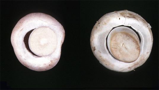 Premature cap opening in mushrooms